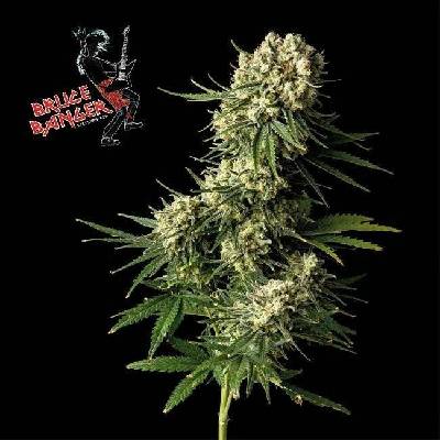 Seedsman Bruce Banger semena neobsahují THC 3 ks