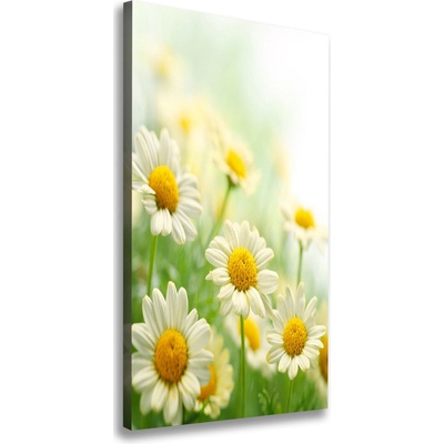 Vertikálny foto obraz na plátne do obývačky Sedmokrásky 50x100 cm