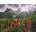 Ravensburger - Puzzle Beautiful landscape - 2 000 piese