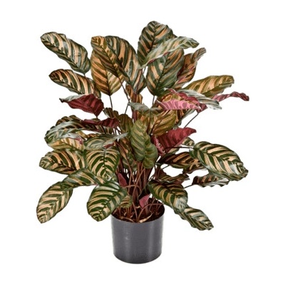 Umelá rastlina Calathea červená 78 cm