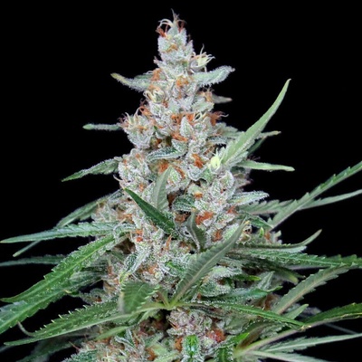 Absolute Cannabis Seeds Utopia semienka neobsahujú THC 1 ks
