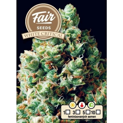 Fair Seeds White Critical semena neobsahují THC 10 ks