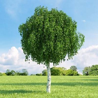 Breza previsnutá (Betula Alba pendula) ´MAGICAL GLOBE ´ - výška 120-130 cm, kont. C5L - NA KMIENKU