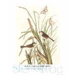  Принт MacGillivray's Finch, Джон Джеймс Одюбон - репродукция (Print1047)