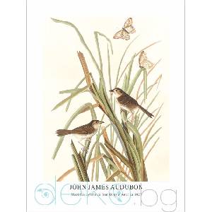  Принт MacGillivray's Finch, Джон Джеймс Одюбон - репродукция (Print1047)