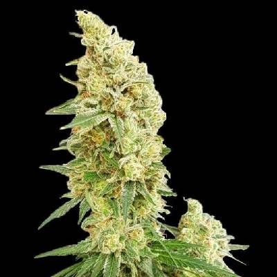 Expert Seeds Gorilla Banana semena neobsahují THC 3 ks