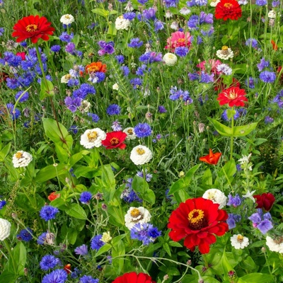Trikolóra - Černý Biopro - luční směs - 20 g