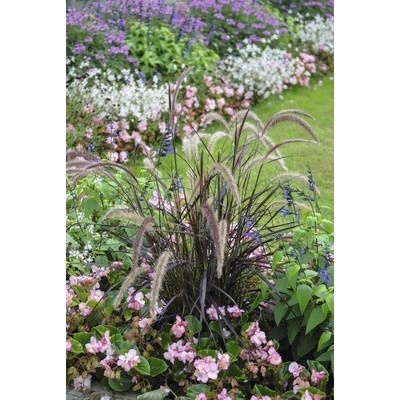 Dochan psárkovitý červený FloraSelf Pennisetum advena 'Summer Samba' výška 10-20 cm květináč Ø 14 cm