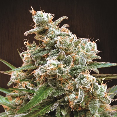 Ace Seeds Nepal Jam regular semienka neobsahujú THC 10 ks