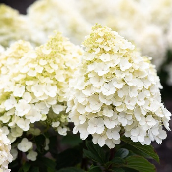 Image 1 of Living Creations® Living Little Blossom® - Хортензия паникулата