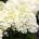 Living Creations® Living Little Blossom® - Хортензия паникулата