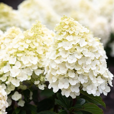 Living Creations® Living Little Blossom® - Хортензия паникулата