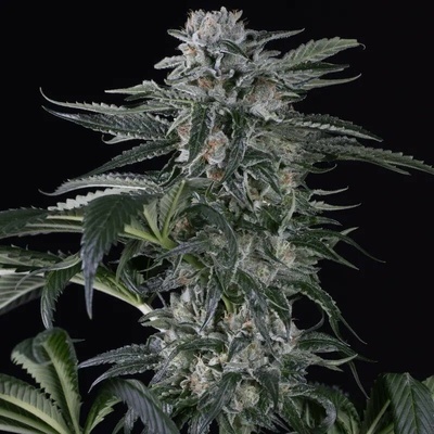 Silent Seeds Moby Dick Auto semienka neobsahujú THC 10 ks