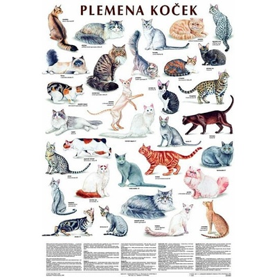 Plakát - Plemena koček