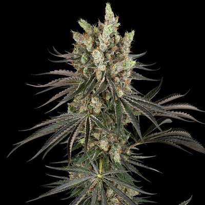 Sensi Seeds Research Slam Dank semena neobsahjí THC 3 ks