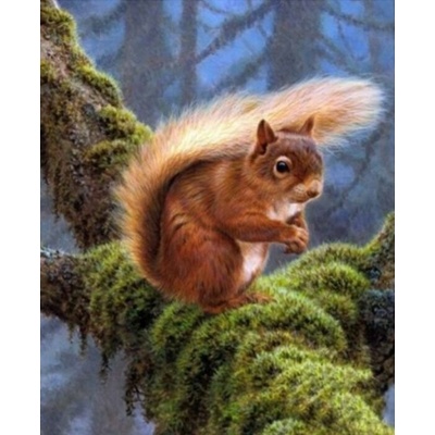 Norimpex Veverka na větvi 30 × 40 cm