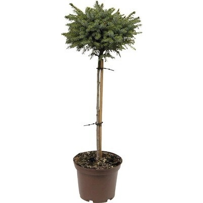 Smrek omorikový FloraSelf® Picea morika 'Nana' 30-40 cm