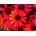 Echinacea purpurová SunMagic Vintage Ruby