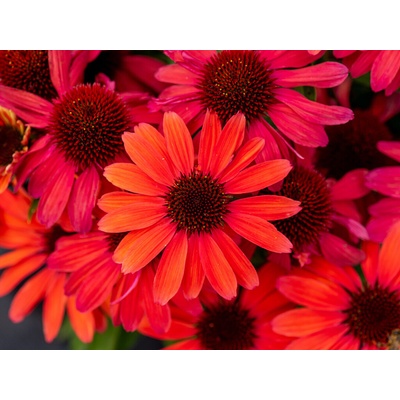 Echinacea purpurová SunMagic Vintage Ruby