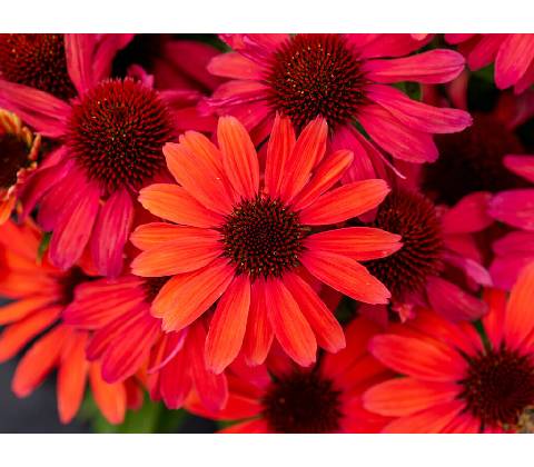 Echinacea purpurová SunMagic Vintage Ruby