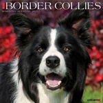 Willow Creek Press Calendars Border Collies 2026 12 X 12 Wall Calendar | Willow Creek Press