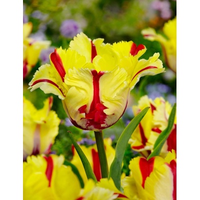 FLAMING PARROT - ŽLUTO ČERVENÝ TULIPÁN Množství cibulek v jednom balení: 5 ks – Zboží Dáma