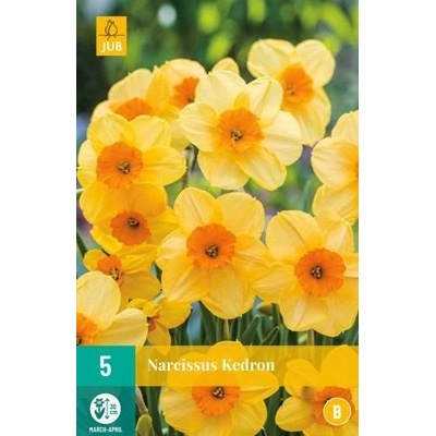 JUB Narcis Kedron