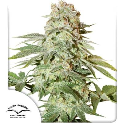 Dutch Passion AUTO Power Plant semena neobsahují THC 7 ks