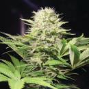 Paradise Seeds Wappa semena neobsahují THC 5 ks