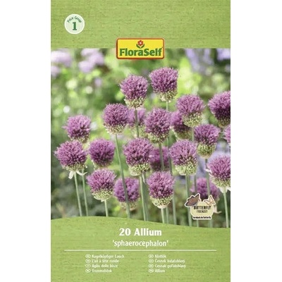 Okrasný česnek kulatohlavý FloraSelf 'Spaerocephalum' 4/5 20 ks