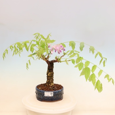 e-bonsai Venkovní bonsai - Vistarie květnatá - Wisteria floribunda