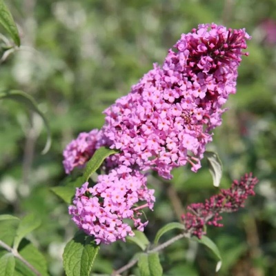 Buddleja davidii 'Pink Delight' 30-40 C2L