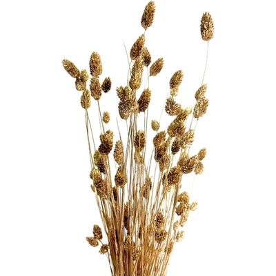 Sušený phalaris kytice/svazek zlatý 100g