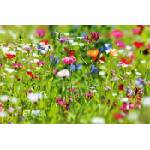 DIMEX ART Флизелинов фототапет малки цветя 375 x 250 см