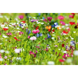 DIMEX ART Флизелинов фототапет малки цветя 375 x 250 см