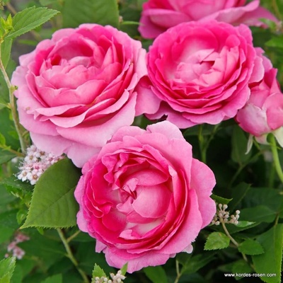 Kordes® Роза Fraulein Marie® - Parfuma® (Kordes)