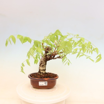 e-bonsai Venkovní bonsai - Vistarie květnatá - Wisteria floribunda
