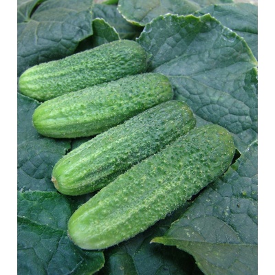 Uhorka nakladačka Everest F1 - Cucumis sativus - semená uhorky - 15 ks