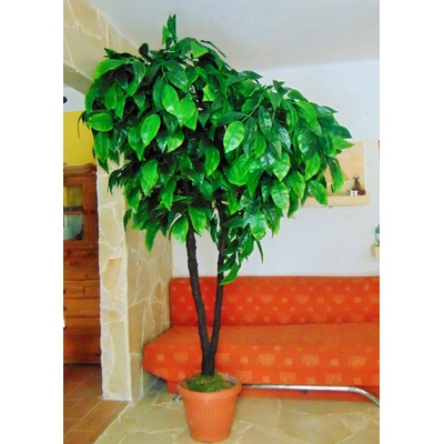 Orech zelený 250cm
