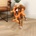 Duvo Plus Duvo Dawg Science - Забавна играчка за кучета във форма на молекула, 27 см