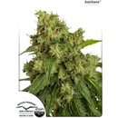 Dutch Passion AUTO Xtreme semena neobsahují THC 7 ks