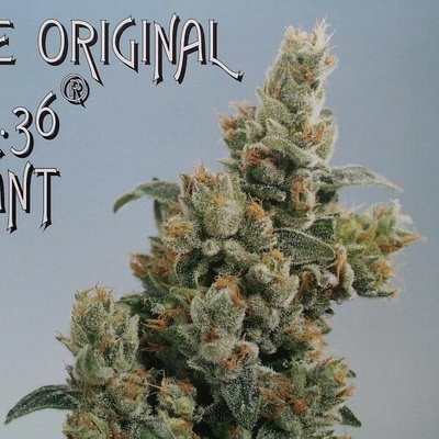 KC Brains Seeds K.C. 36 regular semienka neobsahujú THC 5 ks
