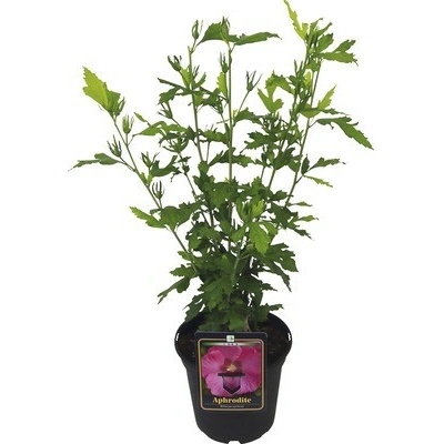 Ibišek syrský Hibiscus syriacus 'Aphrodite' výška 40-60 cm květináč 3 l
