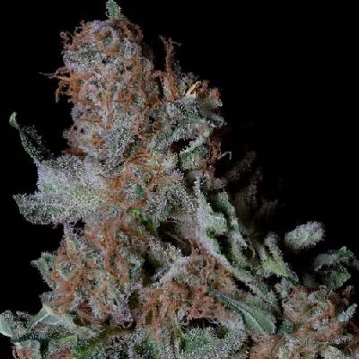 Don Avalanche Seeds Don Blueberry Cookies semienka neobsahujú THC 5 ks