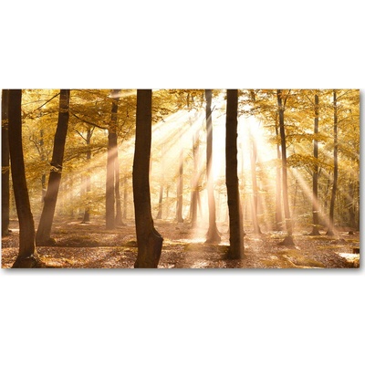 Fotoobraz na skle jesenné les 100x50 cm