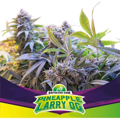BSF Seeds Pineapple Larry OG semienka neobsahujú THC 12 ks