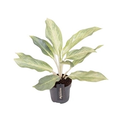 Gardners Aglaonema Aqua Green, průměr 12 cm Aglaonema, Spící panna