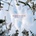 Various - Graces & Voices CD