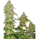 Sensi Seeds Research Banana Kush Cake semena neobsahuji THC 3 ks
