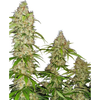 Sensi Seeds Research Banana Kush Cake semena neobsahuji THC 3 ks
